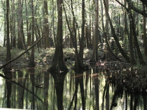 Pescagoula River Swamp | Pascagoula MS
